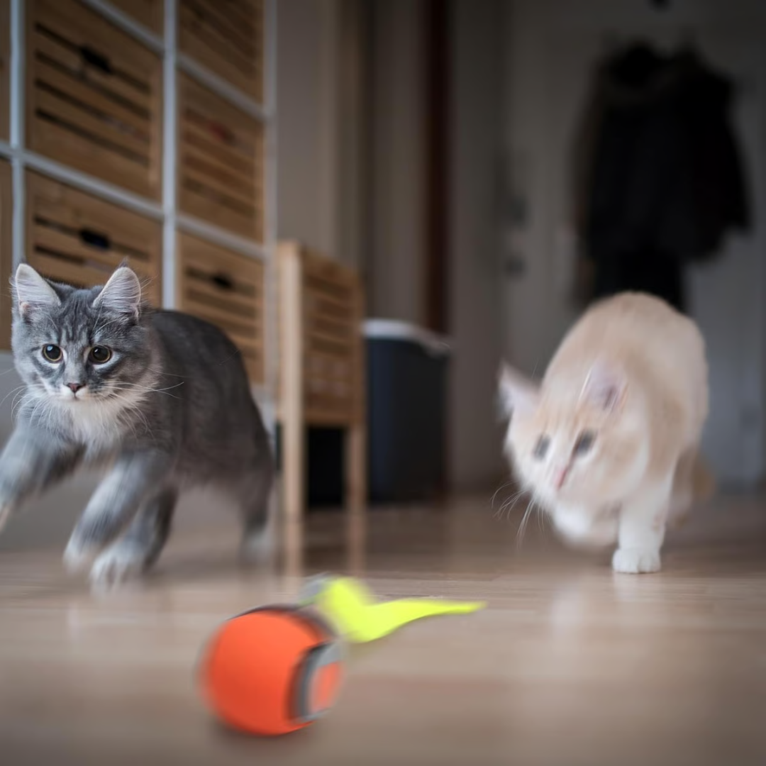 Brinquedo Interativo para Gatos – PawBall™